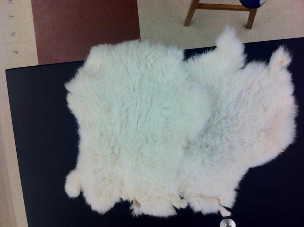 Currently using real animal fur in science experiments, Glen Rock High School should switch to synthetic furs, reports Editor-in-Chief Dan Stein.  