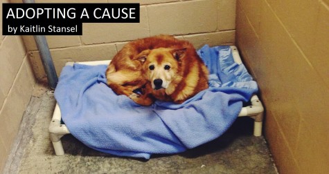 Adopting a cause