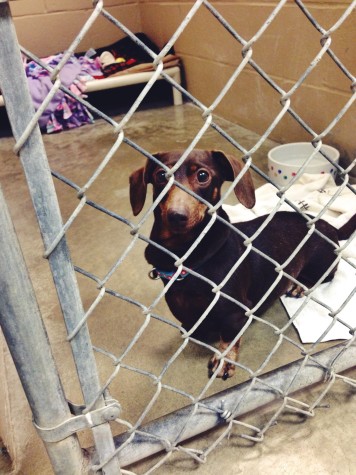 A young dog awaits adoption at RBARI.