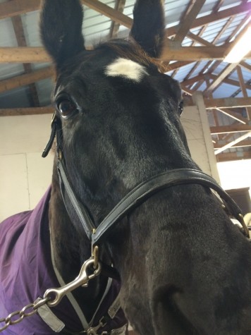 The girl who rides
