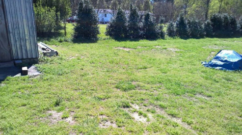 The backyard of Jacob’s house and the row of domestically grown trees where in the field just beyond I fell off