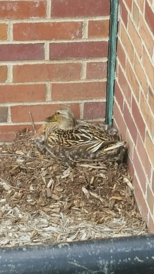 Ducks+nest+made+in+Courtyard