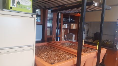 Organic tilapia project begins second year