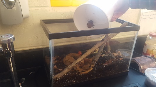 Environmental classes procure cockroaches for study of biomes