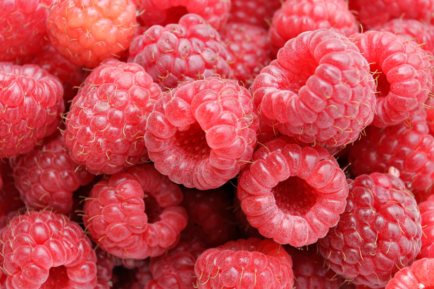 Raspberries are a delicious, hunger quenching fruit that can be used for adding flavor to water and teas.