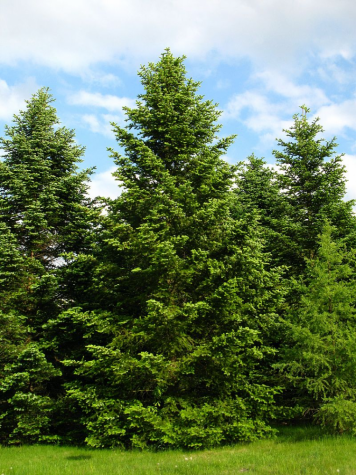 Is Earth Day worth celebrating or wasteful?
