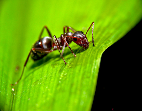 Insects in the school